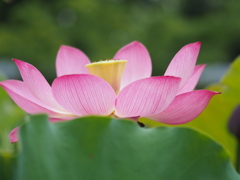 蓮の花