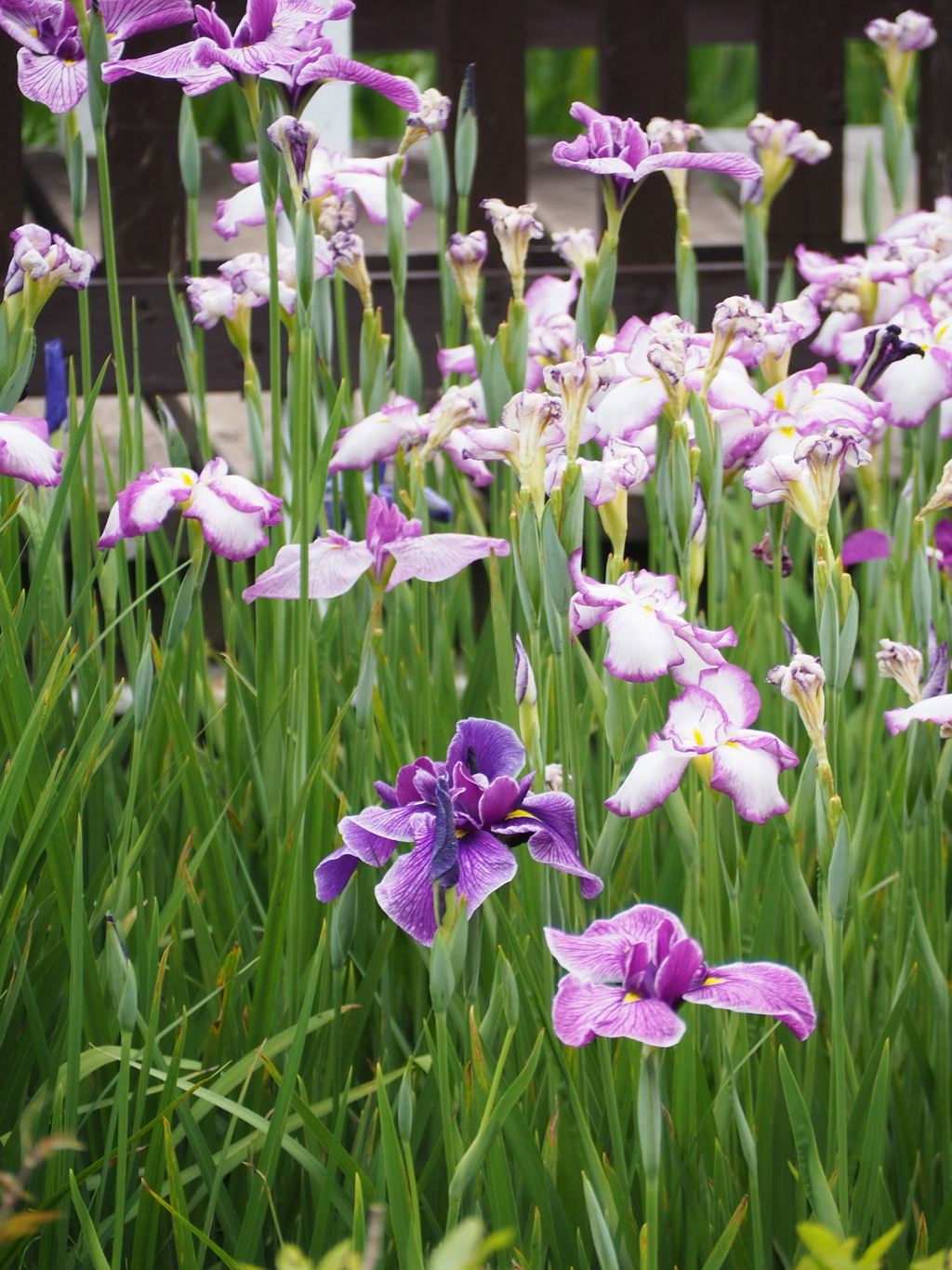 菖蒲園