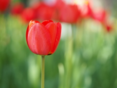 チューリップ