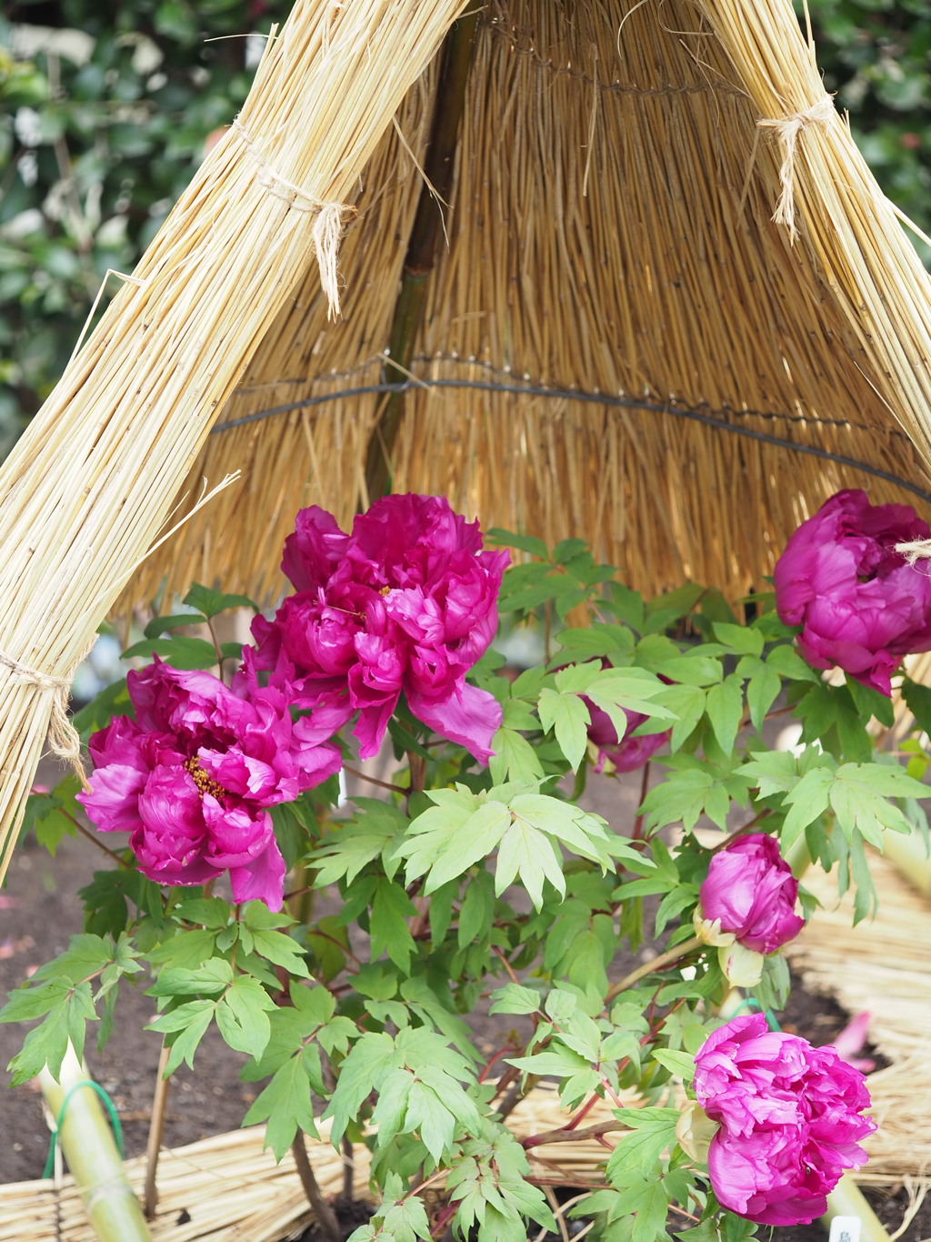 寒さをしのぐ冬牡丹