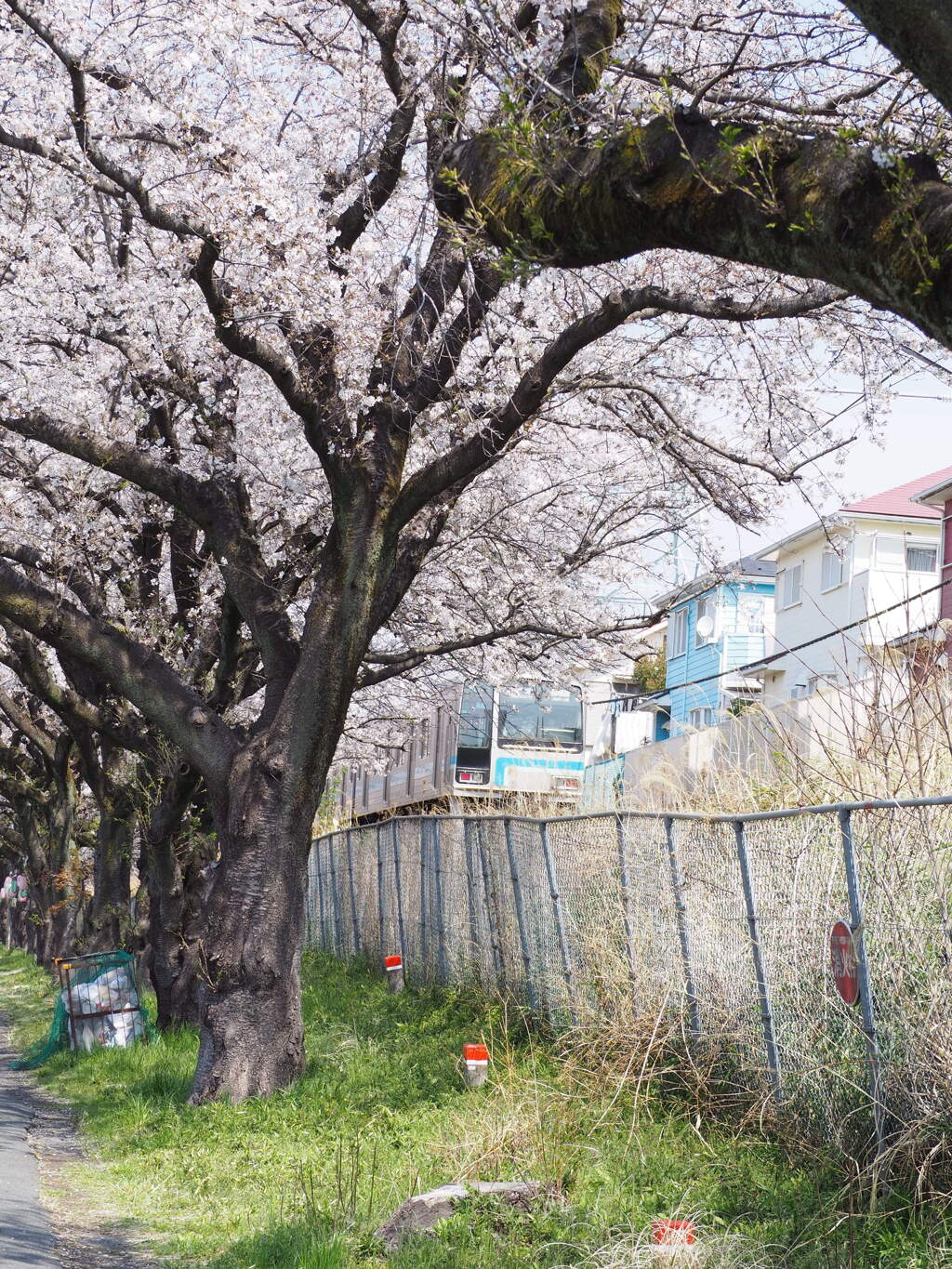 桜のトンネル抜けてくる