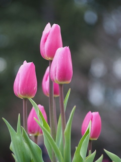 アイスチューリップ