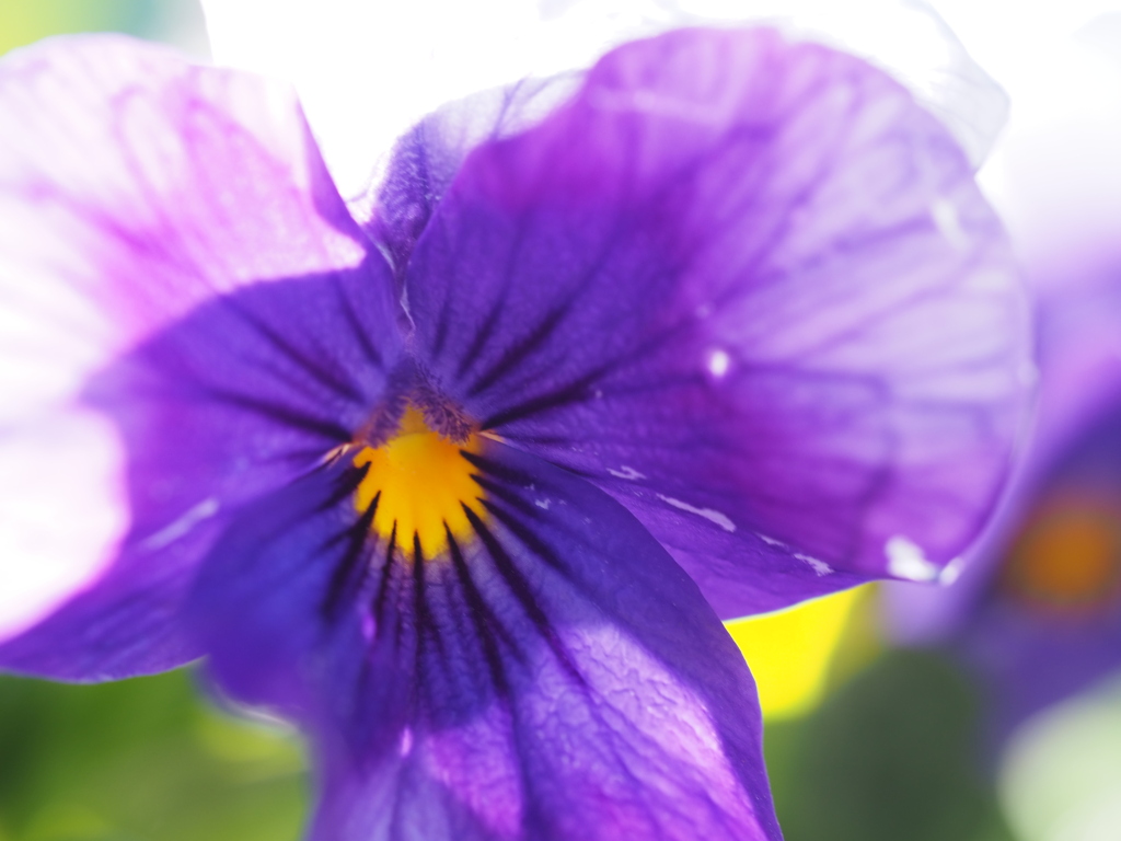 街中で花を探すと