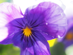 街中で花を探すと