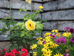 お出迎えの花たち
