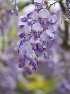 藤の花