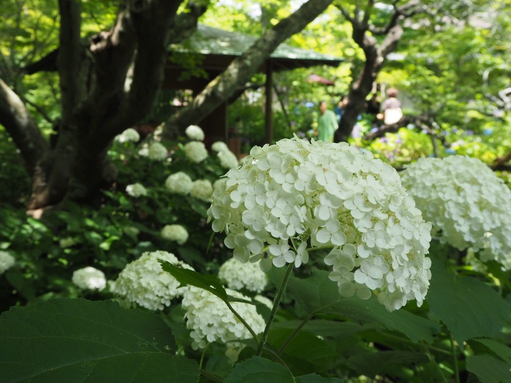 紫陽花の庭