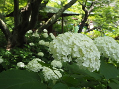 紫陽花の庭