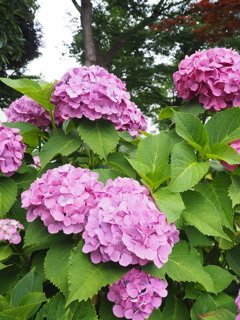 紫陽花