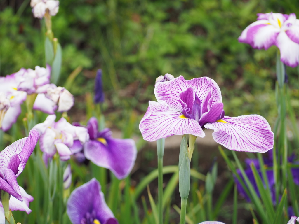 菖蒲