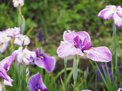 菖蒲