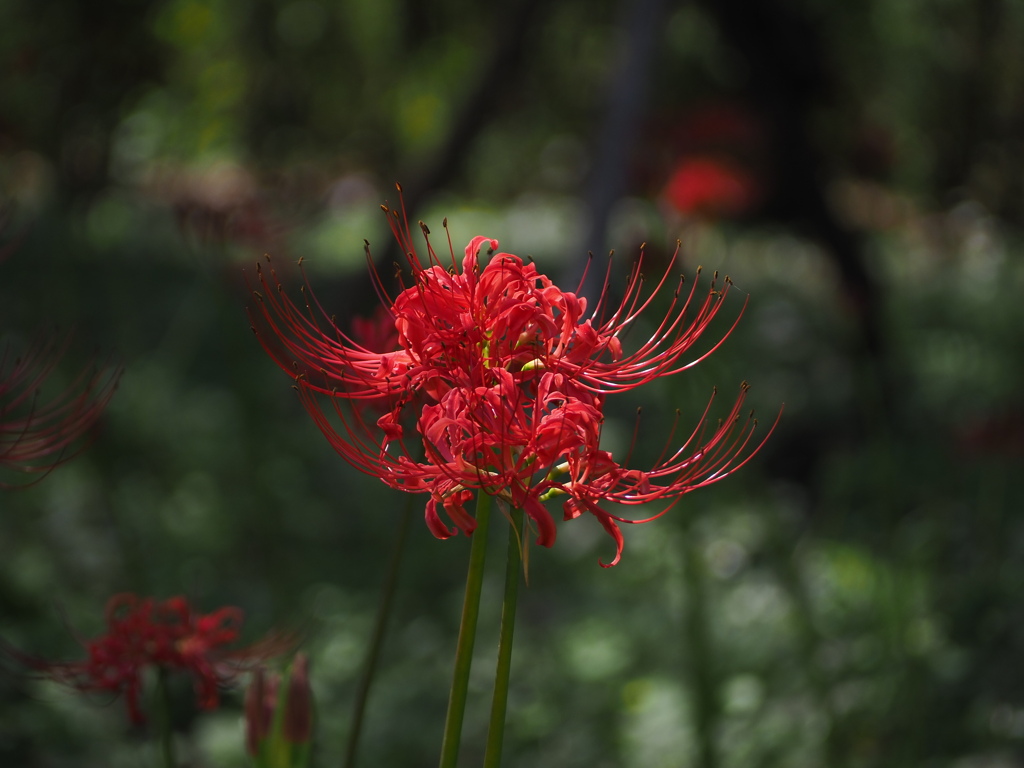 曼珠沙華