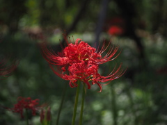 曼珠沙華