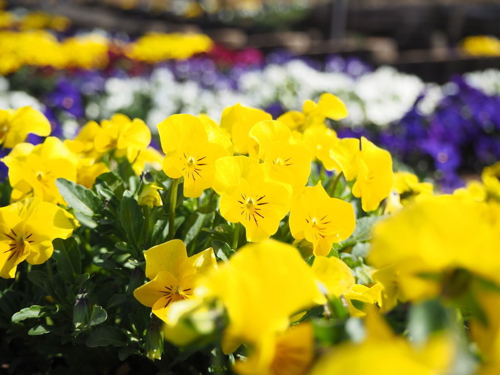 花畑どこまでも