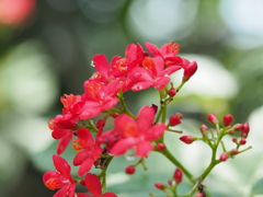 ナンヨウサクラ