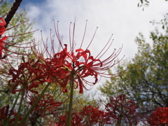 彼岸花