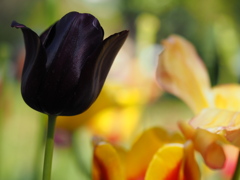 ひときわ、目立つやつ