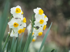 水仙たち
