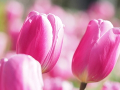 ピンクツイスト