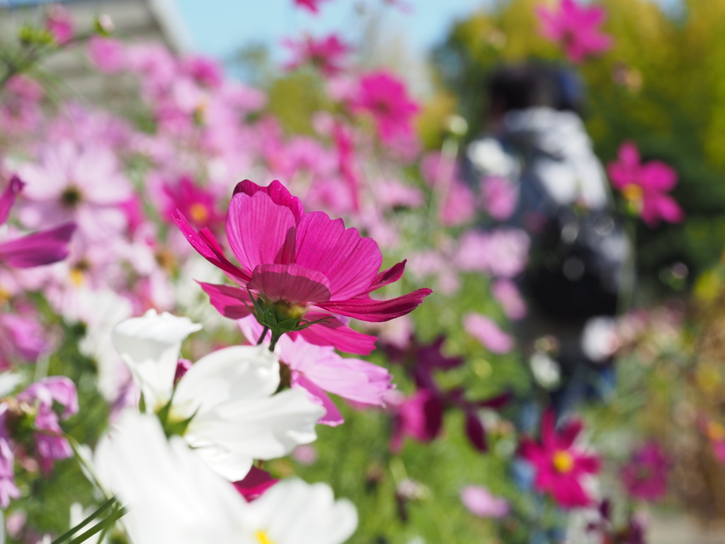 コスモス