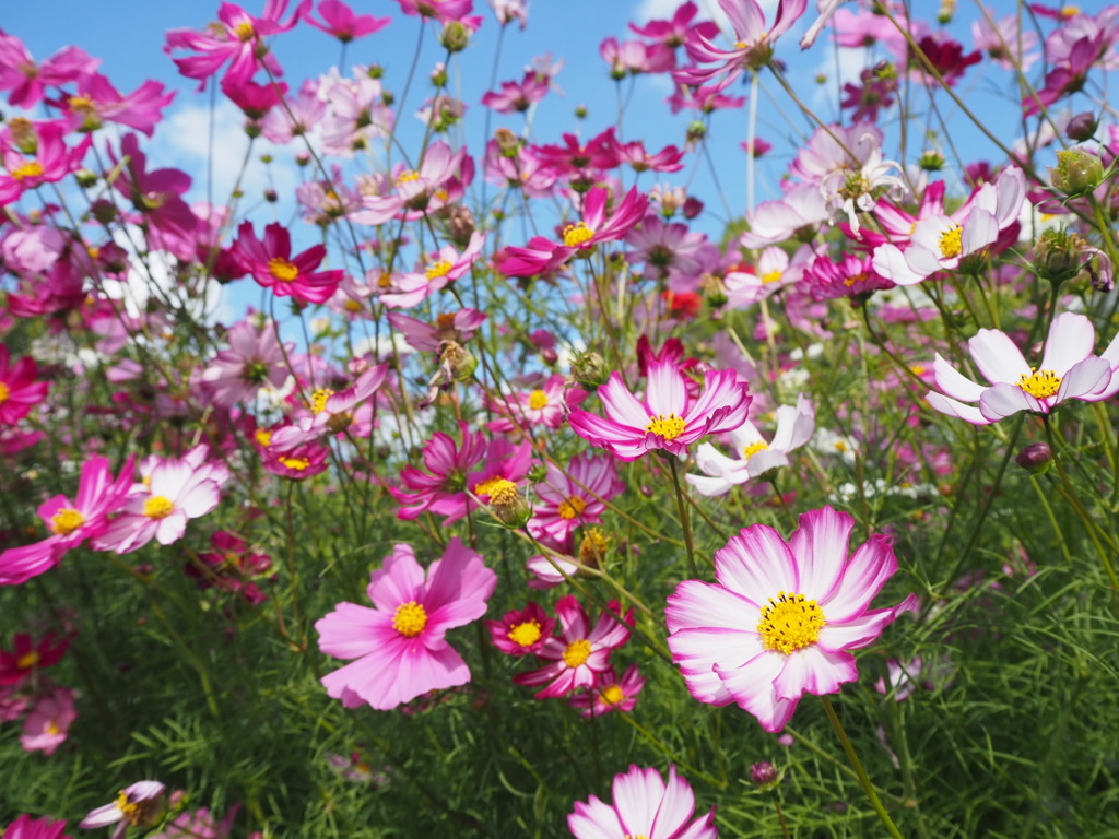コスモス