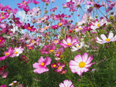 コスモス