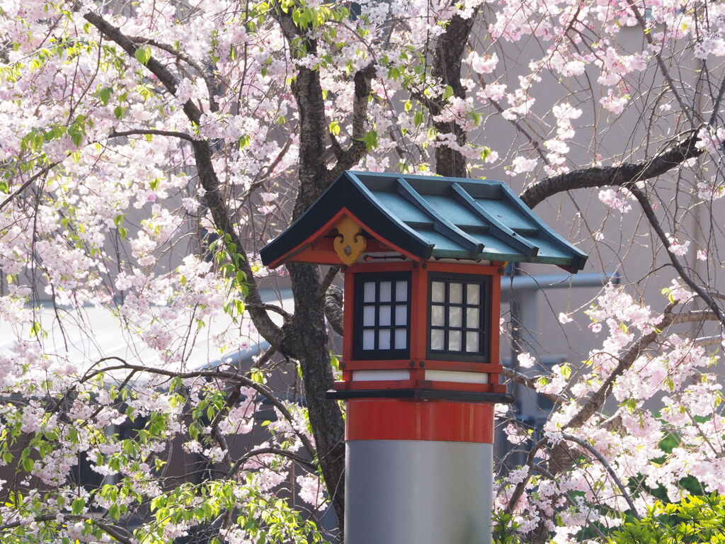 神社の春