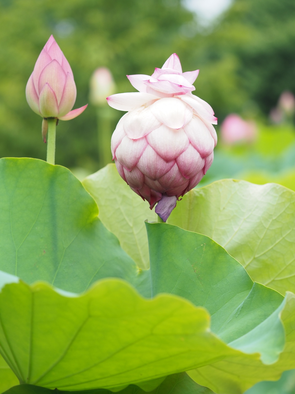 蓮の花が、にょきにょき