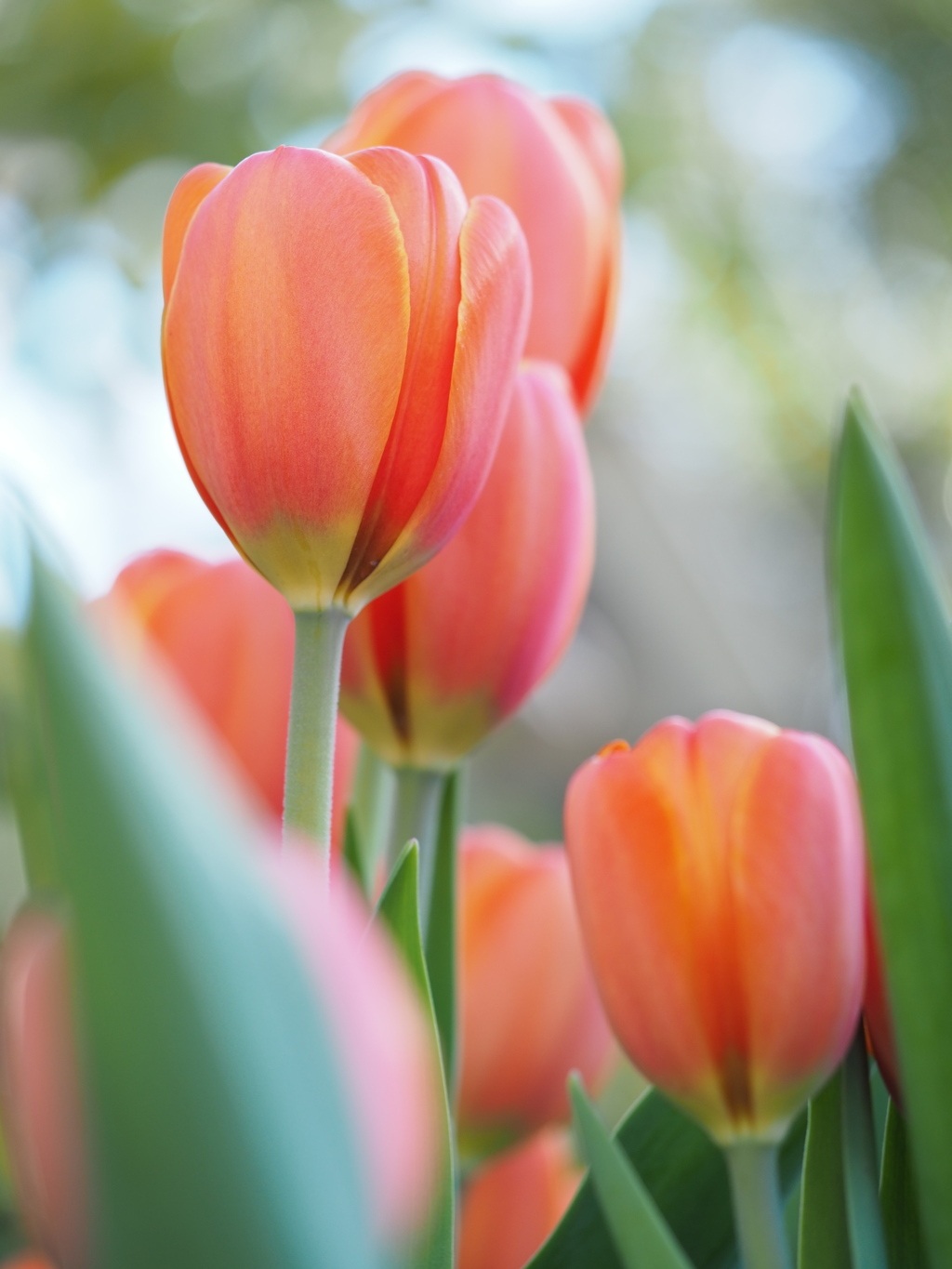 アイスチューリップ