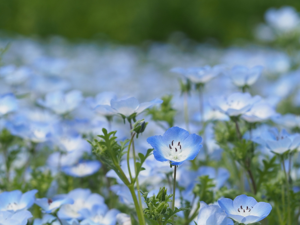 ネモフィラ