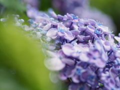 紫陽花
