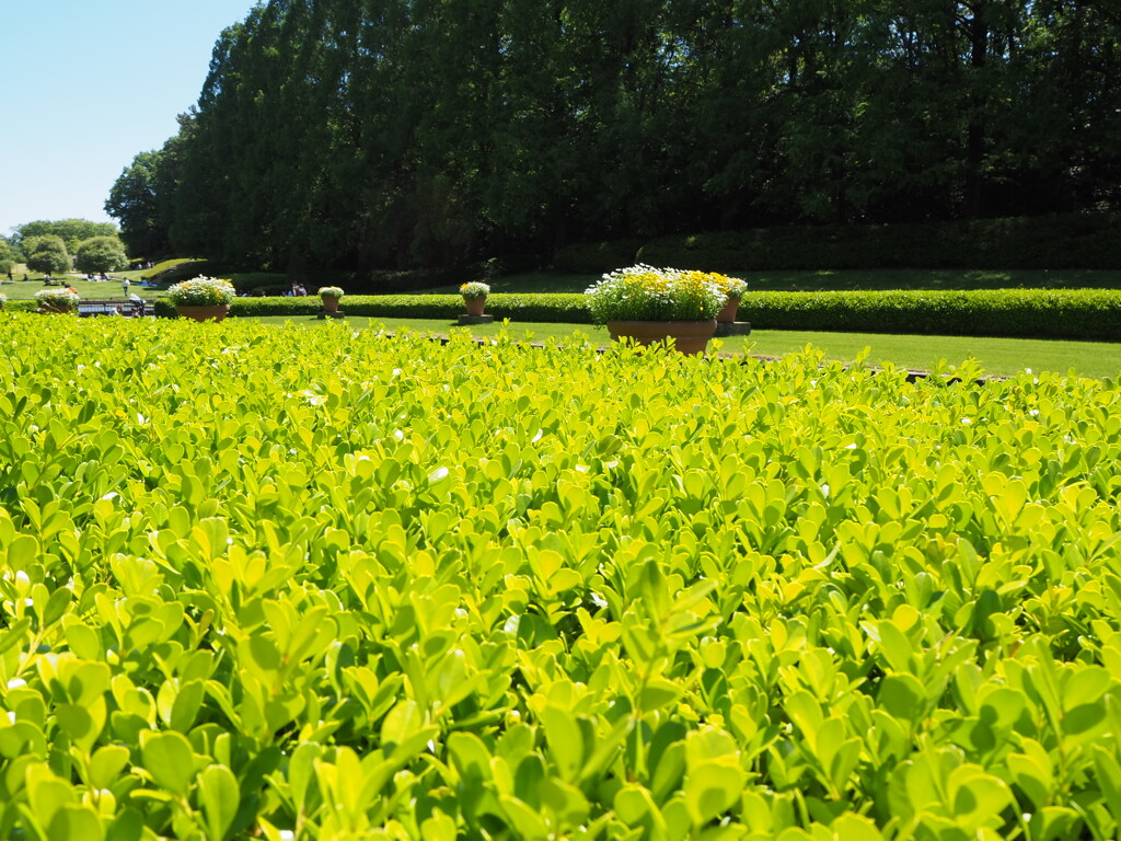 黄色の平原