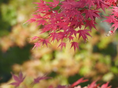 もみじ