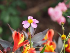 かわいいピンクが際立ちます