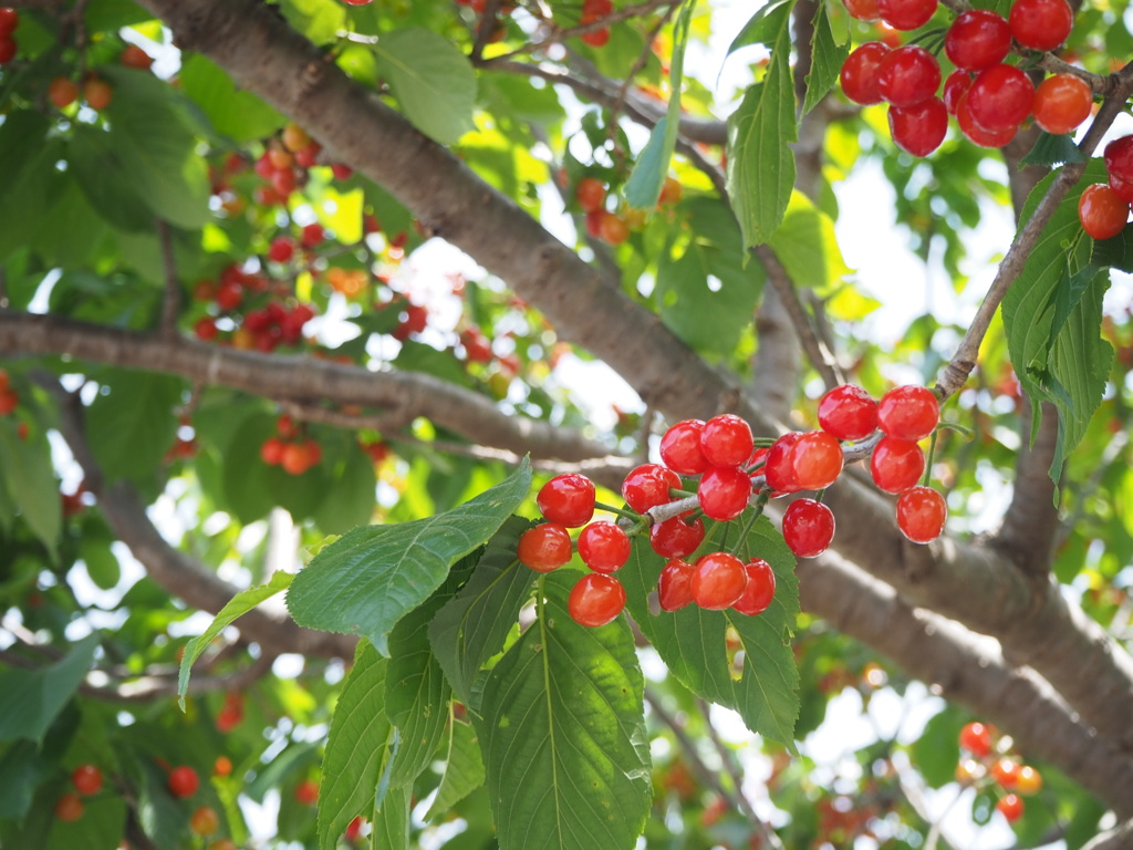 花の次のお楽しみ