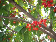 花の次のお楽しみ