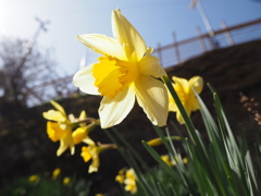 日差しを浴びて