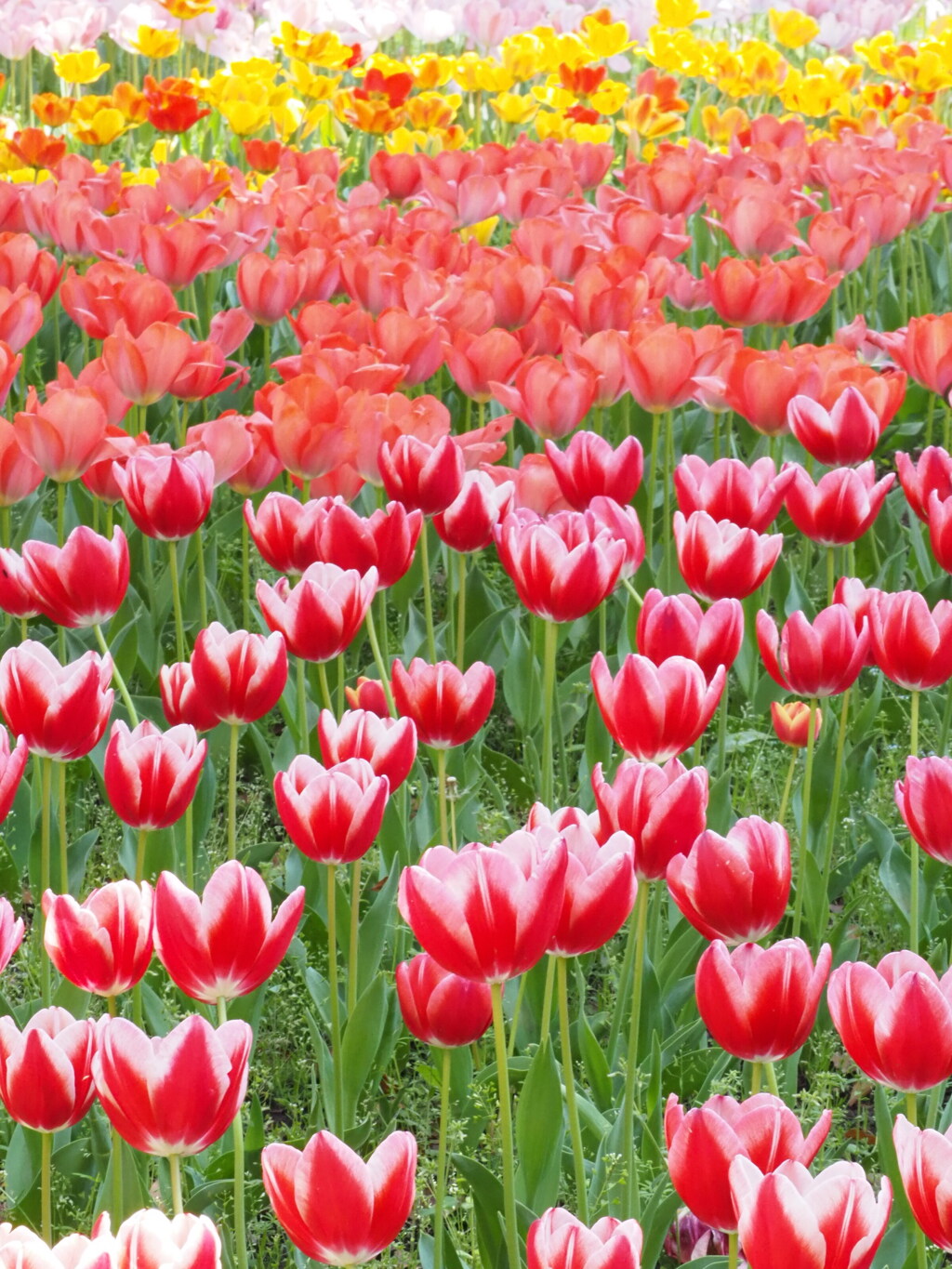 チューリップ園