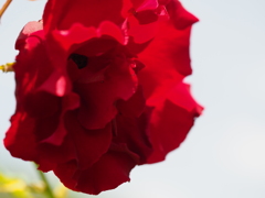 ベルサイユのばら