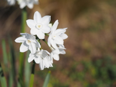 小さな水仙が集まり大きな水仙に