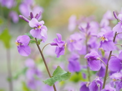 春のように淡く