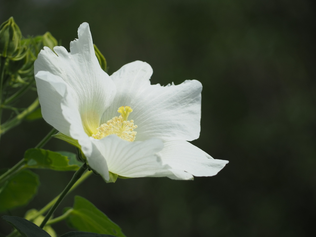 上を向いて行こう