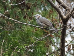林のなかで見つけた