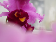 フロリフィップ