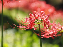 彼岸花