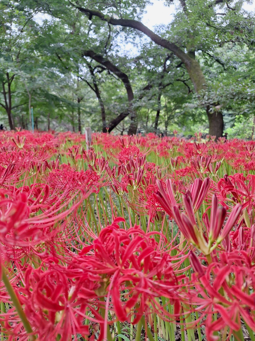 曼珠沙華