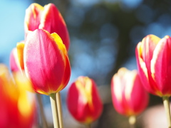 早く春が来ないかな