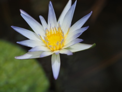 マイアミローズ