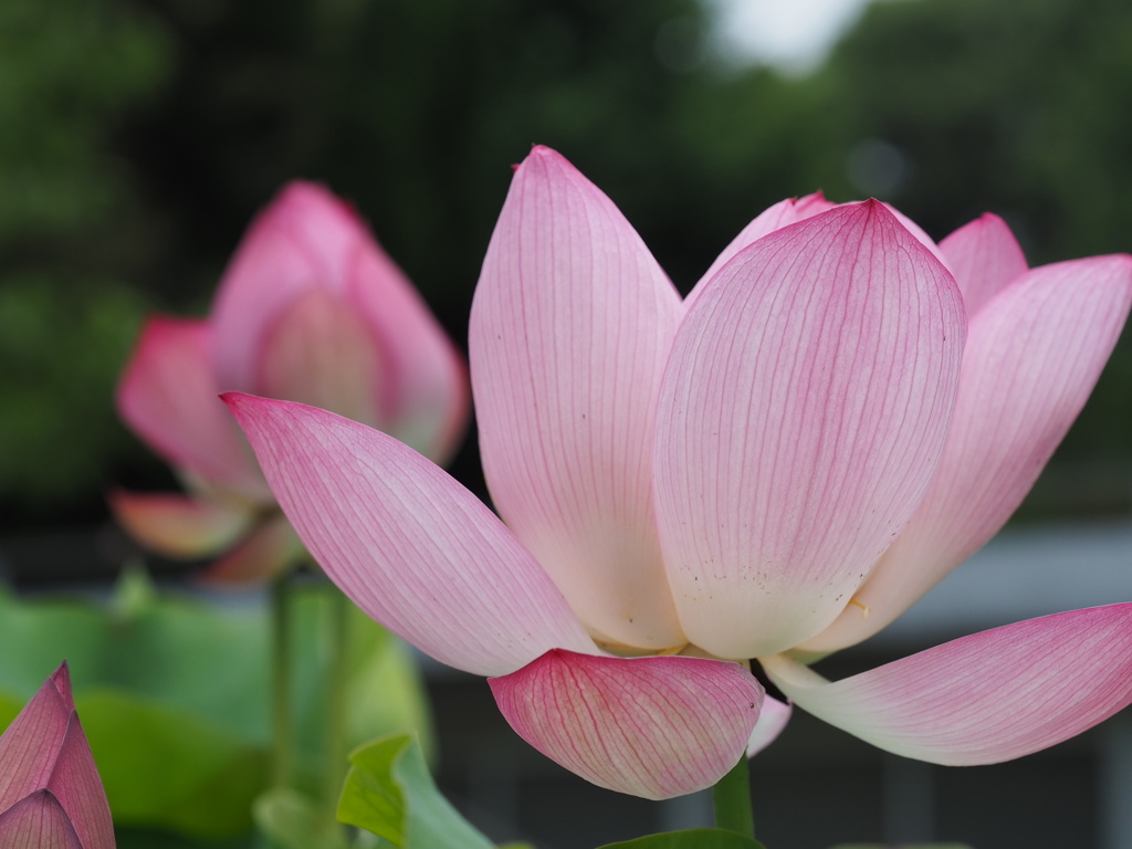 蓮の花