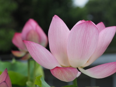 蓮の花